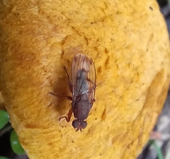 Suillia variegata