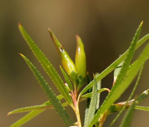 Empleurum unicapsulare (L.fil.) Skeels