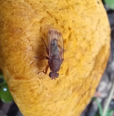 Suillia variegata