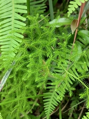 Lycopodium japonicum