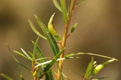 Empleurum unicapsulare
