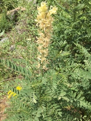 Sophora alopecuroides