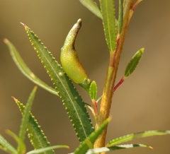 Empleurum unicapsulare