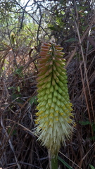 Kniphofia