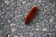 Spilosomina