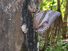Polyura schreiber