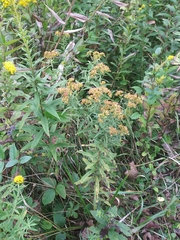 Euthamia graminifolia