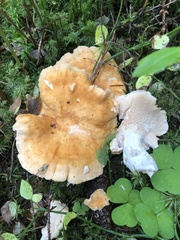 Hydnum rufescens