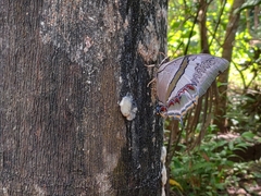 Polyura schreiber