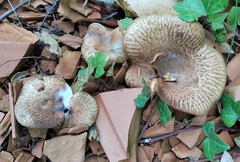 Paxillus involutus