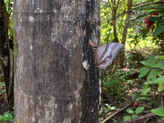 Polyura schreiber