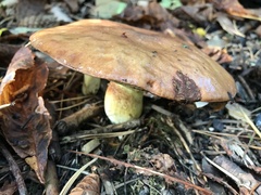 Suillus