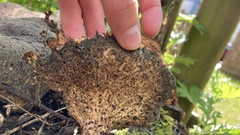 Fungi
