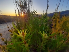 Leucadendron eucalyptifolium