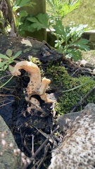 Fungi