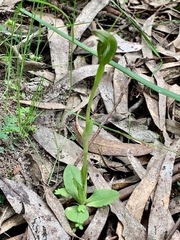 Pterostylis foliata