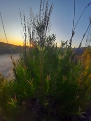 Leucadendron eucalyptifolium