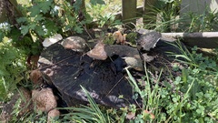 Fungi