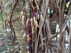 Erythrorchis cassythoides