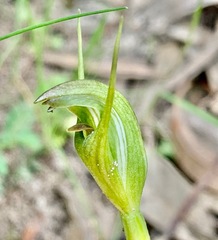 Pterostylis foliata