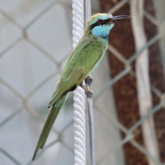 Merops cyanophrys cyanophrys