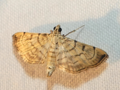 Salbia tytiusalis