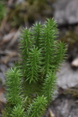 Lycopodiaceae