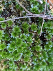 Rosulabryum