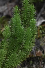Lycopodiaceae