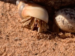 Coenobita variabilis