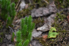 Lycopodiaceae