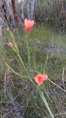 Moraea flaccida
