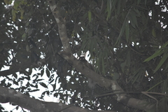 Callosciurus erythraeus