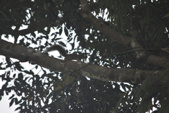 Callosciurus erythraeus