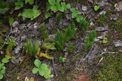 Lycopodiaceae