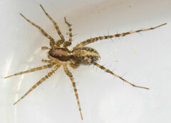 Pardosa delicatula