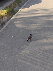 Acridotheres tristis