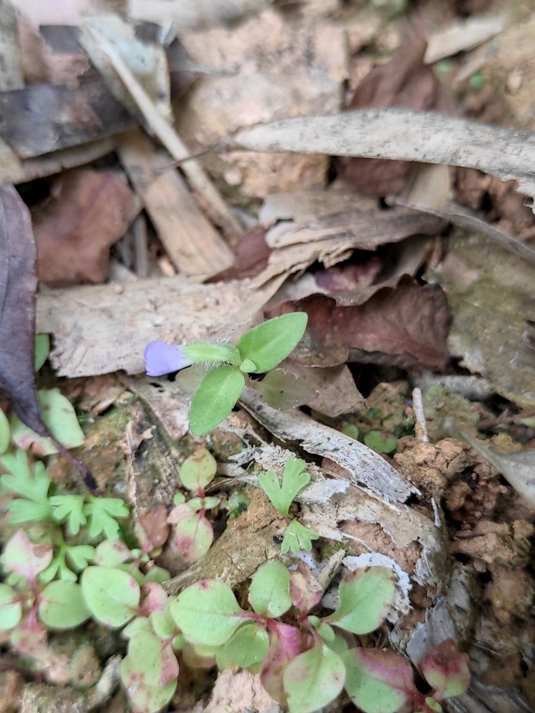 Vandellia stricta (Vandellia stricta)