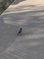 Acridotheres tristis