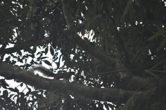 Callosciurus erythraeus