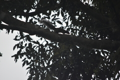 Callosciurus erythraeus