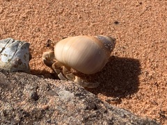 Coenobita variabilis