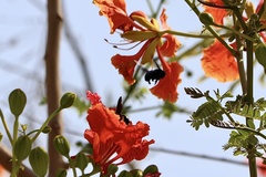 Xylocopa sulcatipes