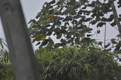 Dicrurus aeneus aeneus