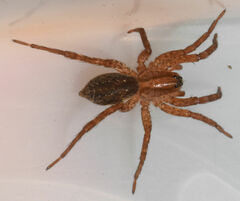 Trochosa sepulchralis