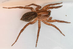 Trochosa sepulchralis