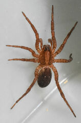 Trochosa sepulchralis