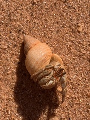 Coenobita variabilis