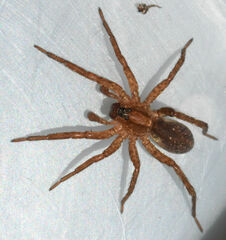 Trochosa sepulchralis