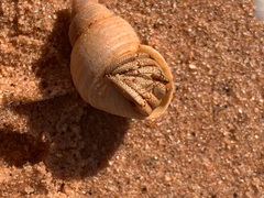 Coenobita variabilis